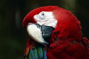 macaw, Parrot, Bird, Tropical,  61