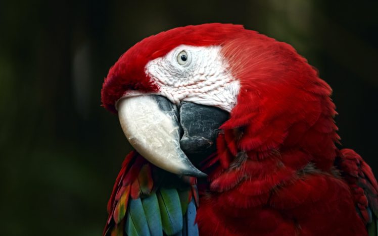 macaw, Parrot, Bird, Tropical,  61 HD Wallpaper Desktop Background