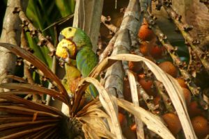macaw, Parrot, Bird, Tropical,  60