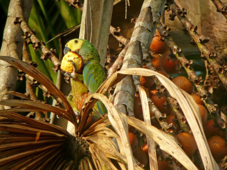 macaw, Parrot, Bird, Tropical,  60 HD Wallpaper Desktop Background