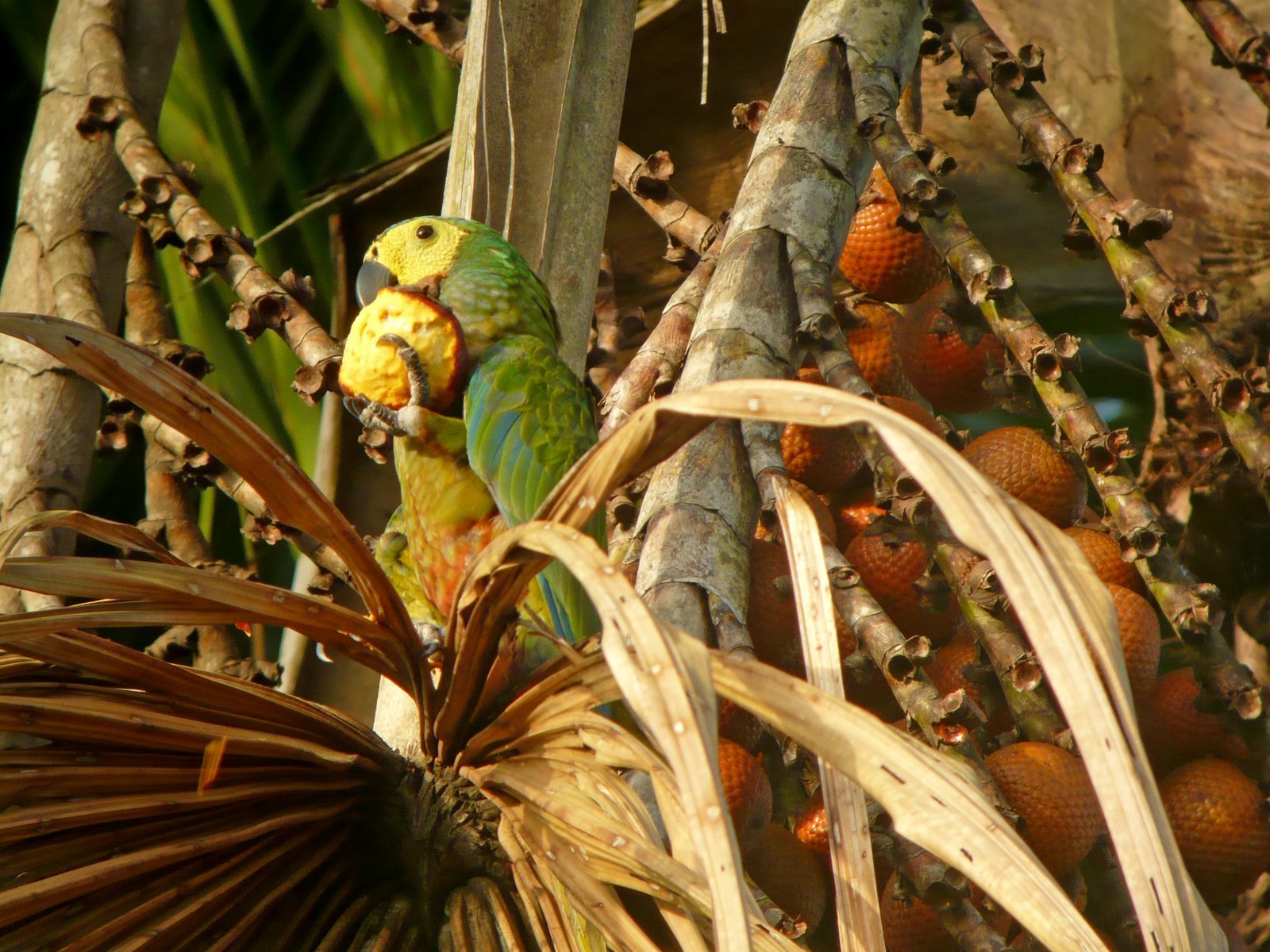 macaw, Parrot, Bird, Tropical,  60 Wallpaper