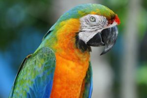 macaw, Parrot, Bird, Tropical,  58