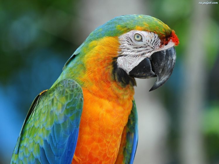 macaw, Parrot, Bird, Tropical,  58 HD Wallpaper Desktop Background