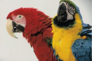macaw, Parrot, Bird, Tropical,  62 , Jpg