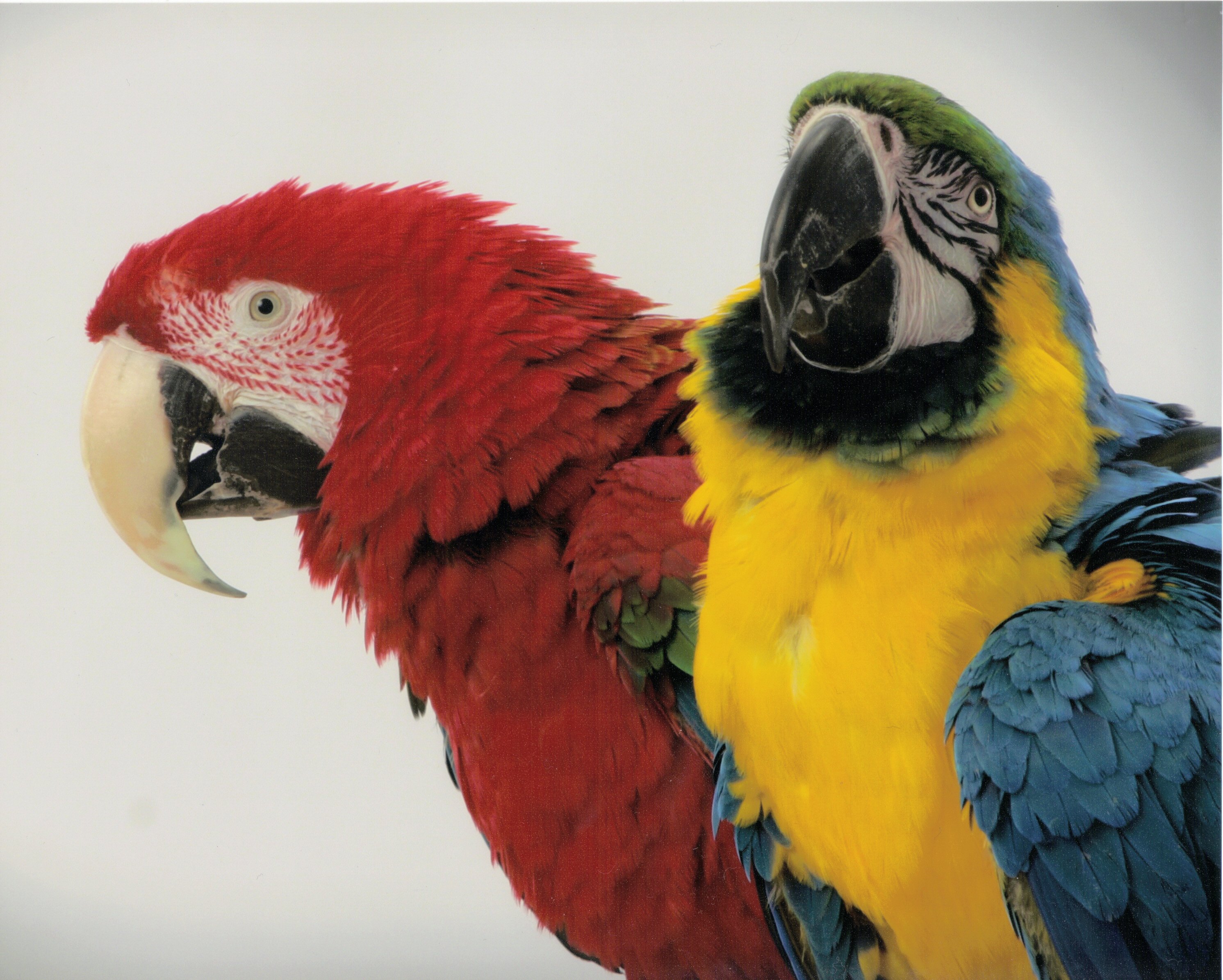 macaw, Parrot, Bird, Tropical,  62 , Jpg Wallpaper