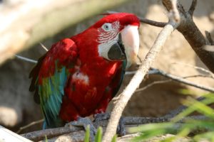 macaw, Parrot, Bird, Tropical,  63