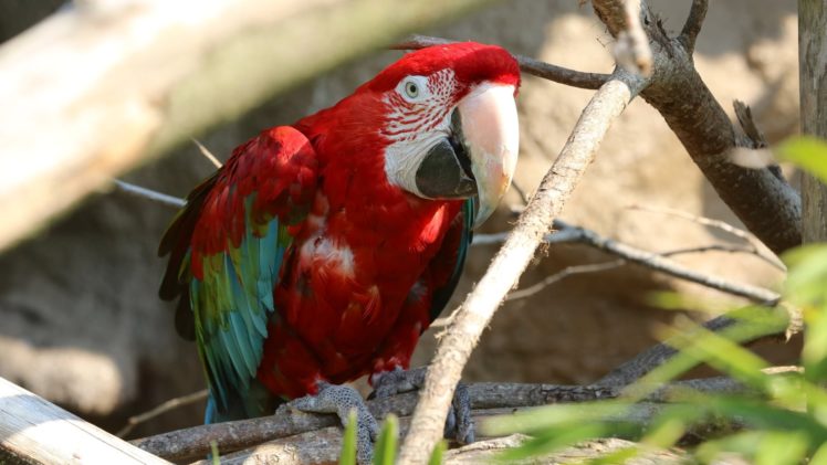 macaw, Parrot, Bird, Tropical,  63 HD Wallpaper Desktop Background