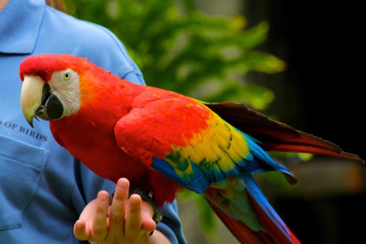 macaw, Parrot, Bird, Tropical,  64 HD Wallpaper Desktop Background