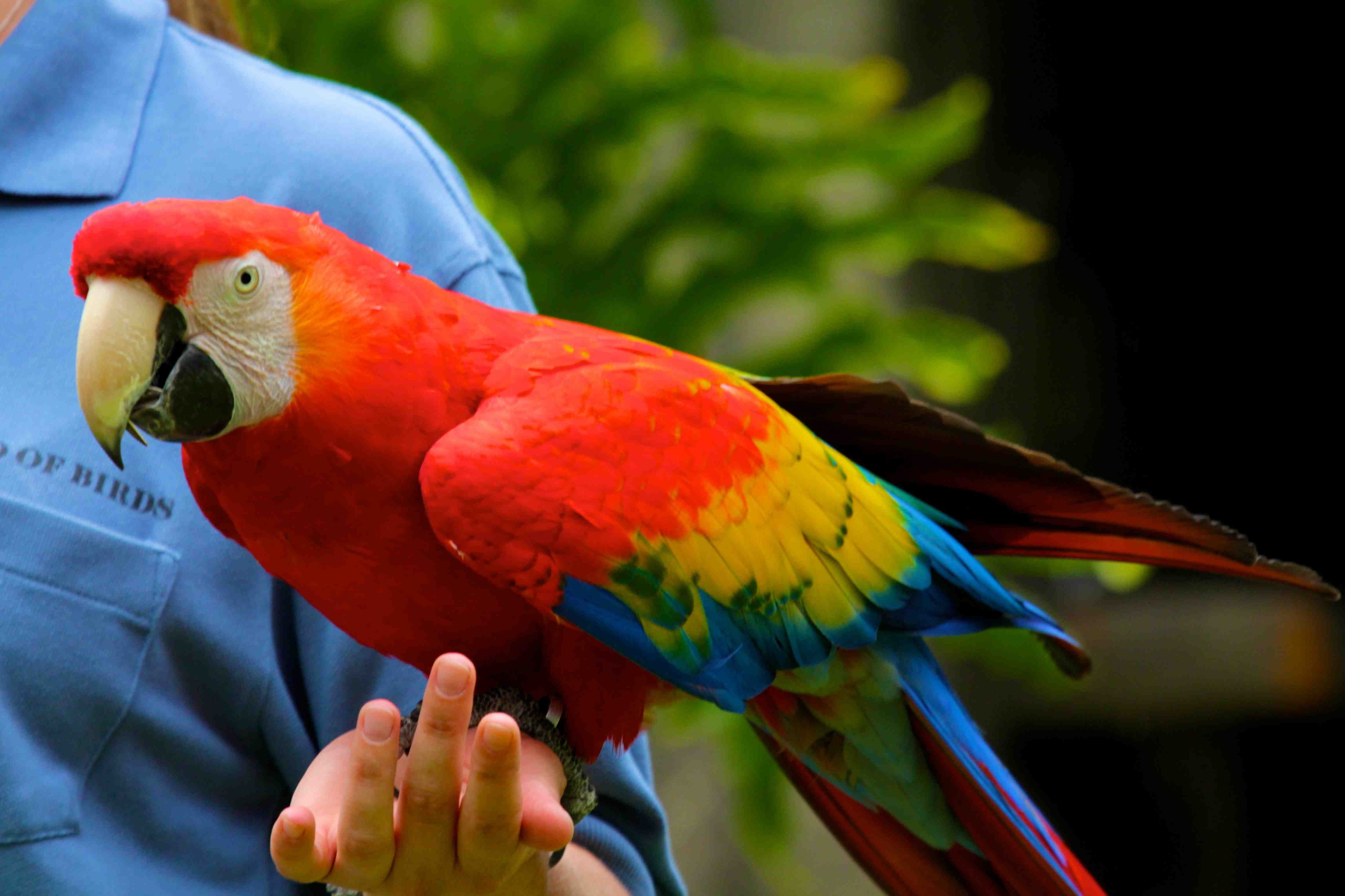 macaw, Parrot, Bird, Tropical,  64 Wallpaper