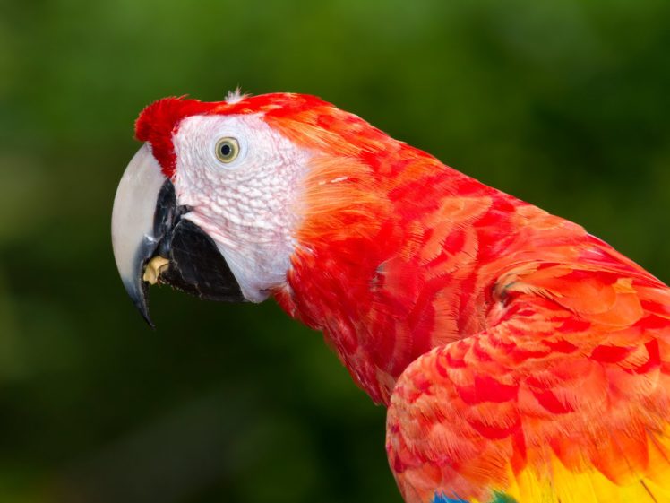macaw, Parrot, Bird, Tropical,  69 HD Wallpaper Desktop Background