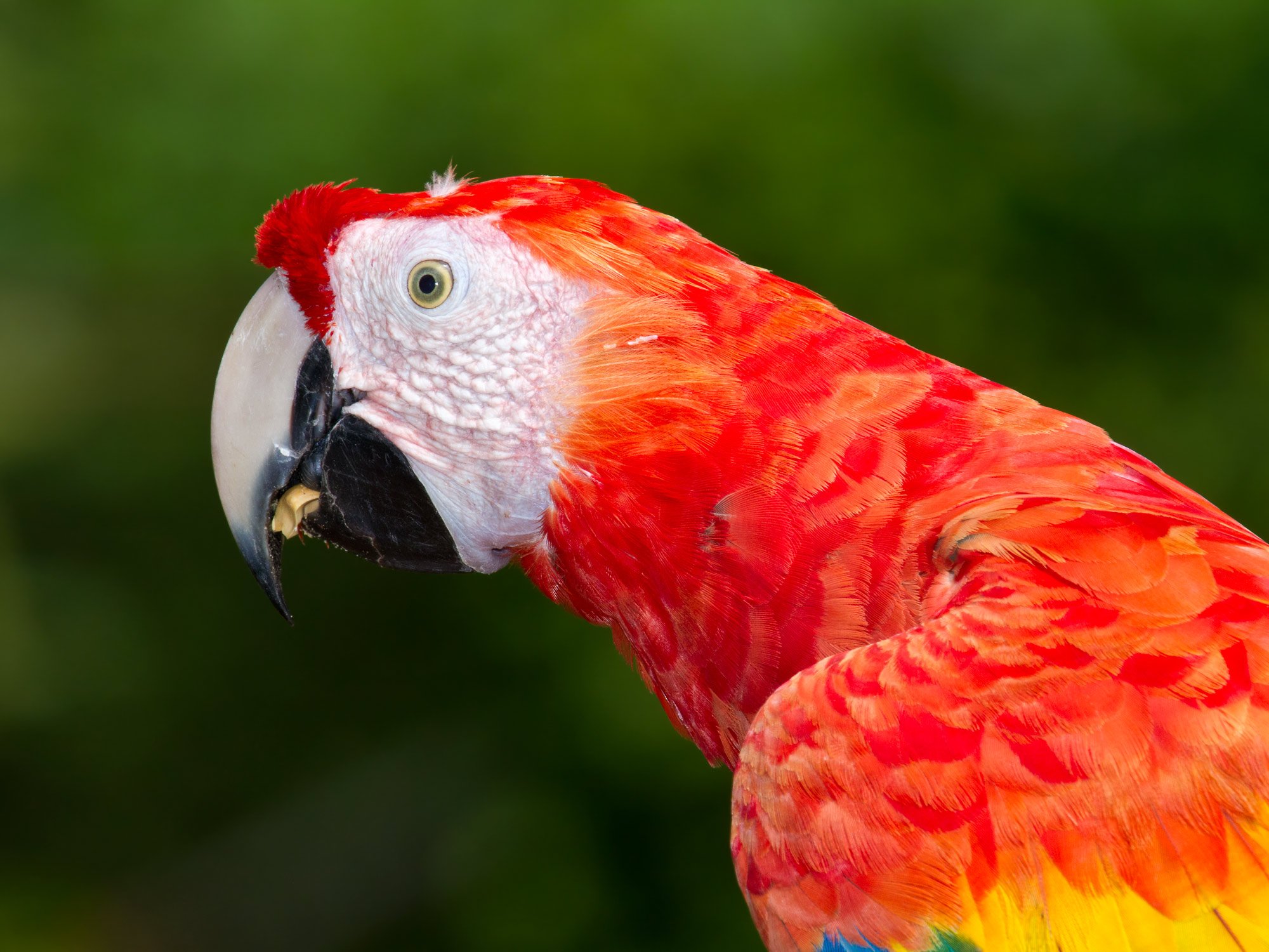 macaw, Parrot, Bird, Tropical,  69 Wallpaper