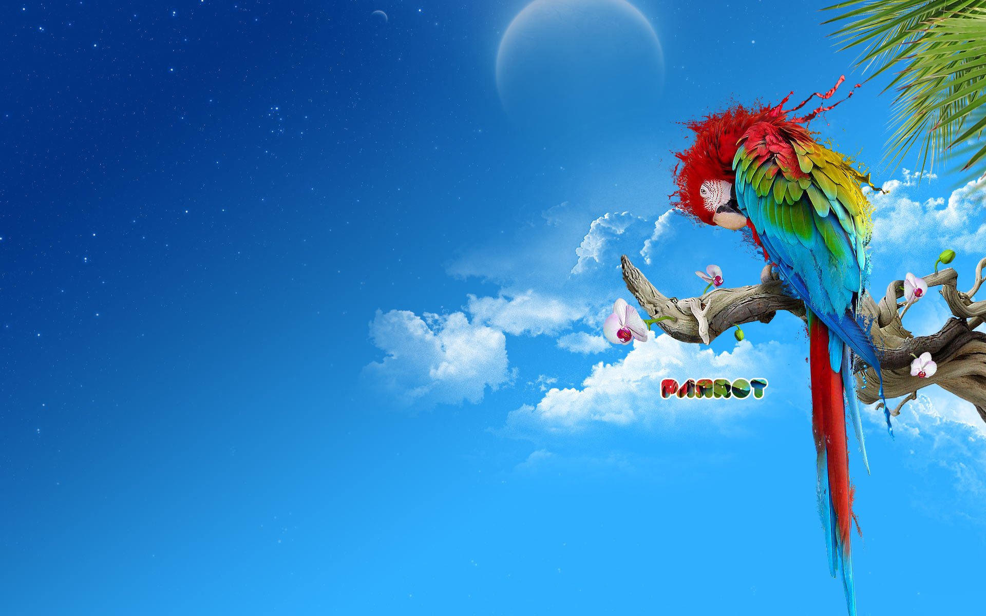 macaw, Parrot, Bird, Tropical, Psychedelic, Artwork, Art Wallpaper