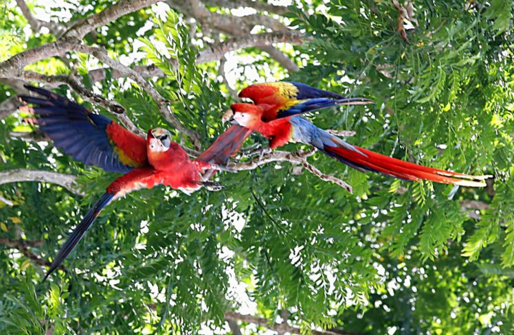 macaw, Parrot, Bird, Tropical,  68 HD Wallpaper Desktop Background