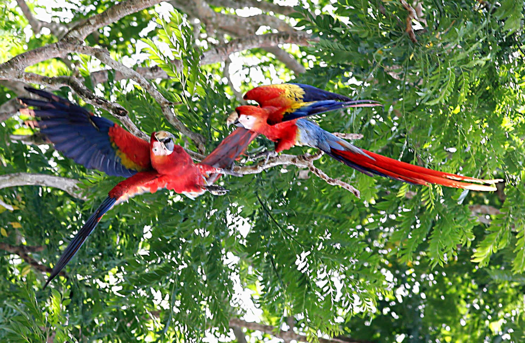 macaw, Parrot, Bird, Tropical,  68 Wallpaper