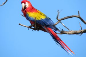 macaw, Parrot, Bird, Tropical,  72