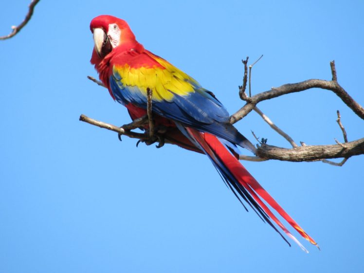 macaw, Parrot, Bird, Tropical,  72 HD Wallpaper Desktop Background