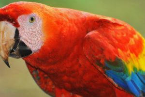 macaw, Parrot, Bird, Tropical,  65