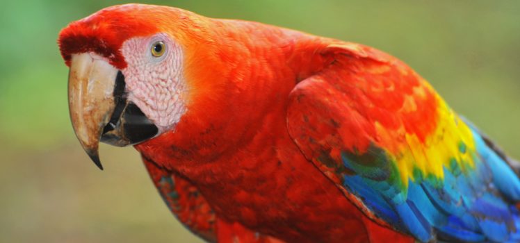 macaw, Parrot, Bird, Tropical,  65 HD Wallpaper Desktop Background