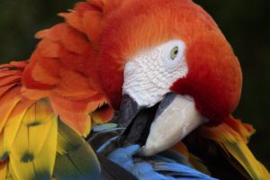 macaw, Parrot, Bird, Tropical,  71