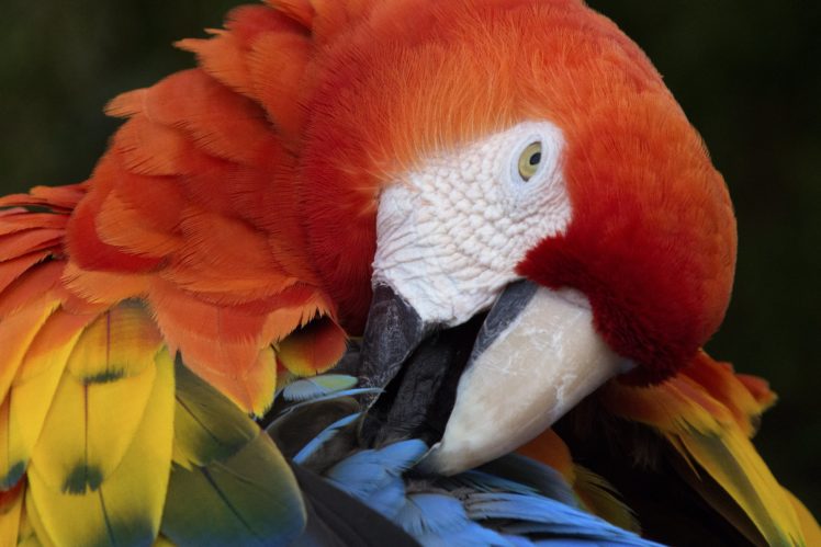 macaw, Parrot, Bird, Tropical,  71 HD Wallpaper Desktop Background