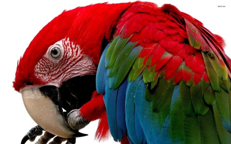 macaw, Parrot, Bird, Tropical,  75 HD Wallpaper Desktop Background