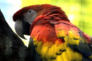 macaw, Parrot, Bird, Tropical,  79