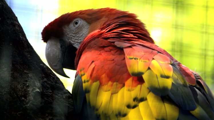 macaw, Parrot, Bird, Tropical,  79 HD Wallpaper Desktop Background