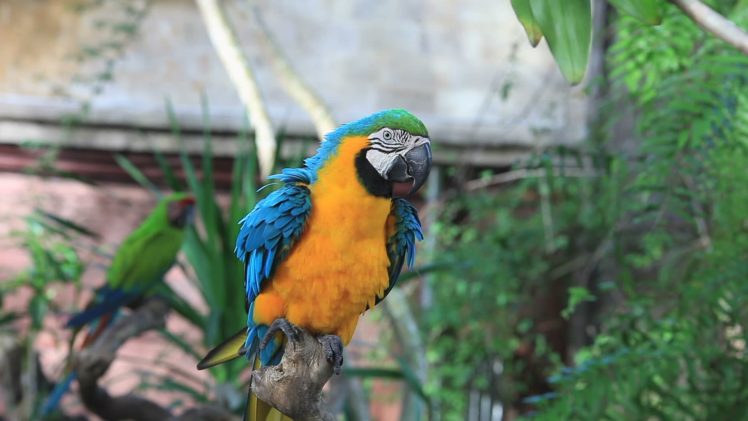 macaw, Parrot, Bird, Tropical,  80 HD Wallpaper Desktop Background