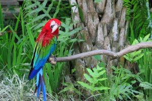 macaw, Parrot, Bird, Tropical,  82