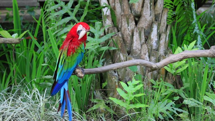 macaw, Parrot, Bird, Tropical,  82 HD Wallpaper Desktop Background