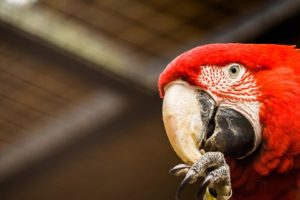 macaw, Parrot, Bird, Tropical,  83
