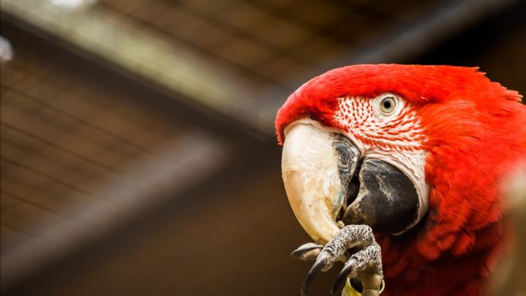macaw, Parrot, Bird, Tropical,  83 HD Wallpaper Desktop Background