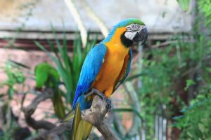 macaw, Parrot, Bird, Tropical,  81
