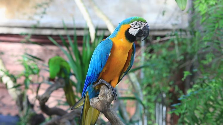 macaw, Parrot, Bird, Tropical,  81 HD Wallpaper Desktop Background