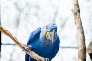 macaw, Parrot, Bird, Tropical,  85