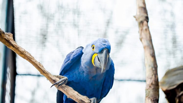macaw, Parrot, Bird, Tropical,  85 HD Wallpaper Desktop Background