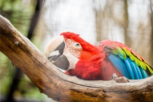 macaw, Parrot, Bird, Tropical,  84