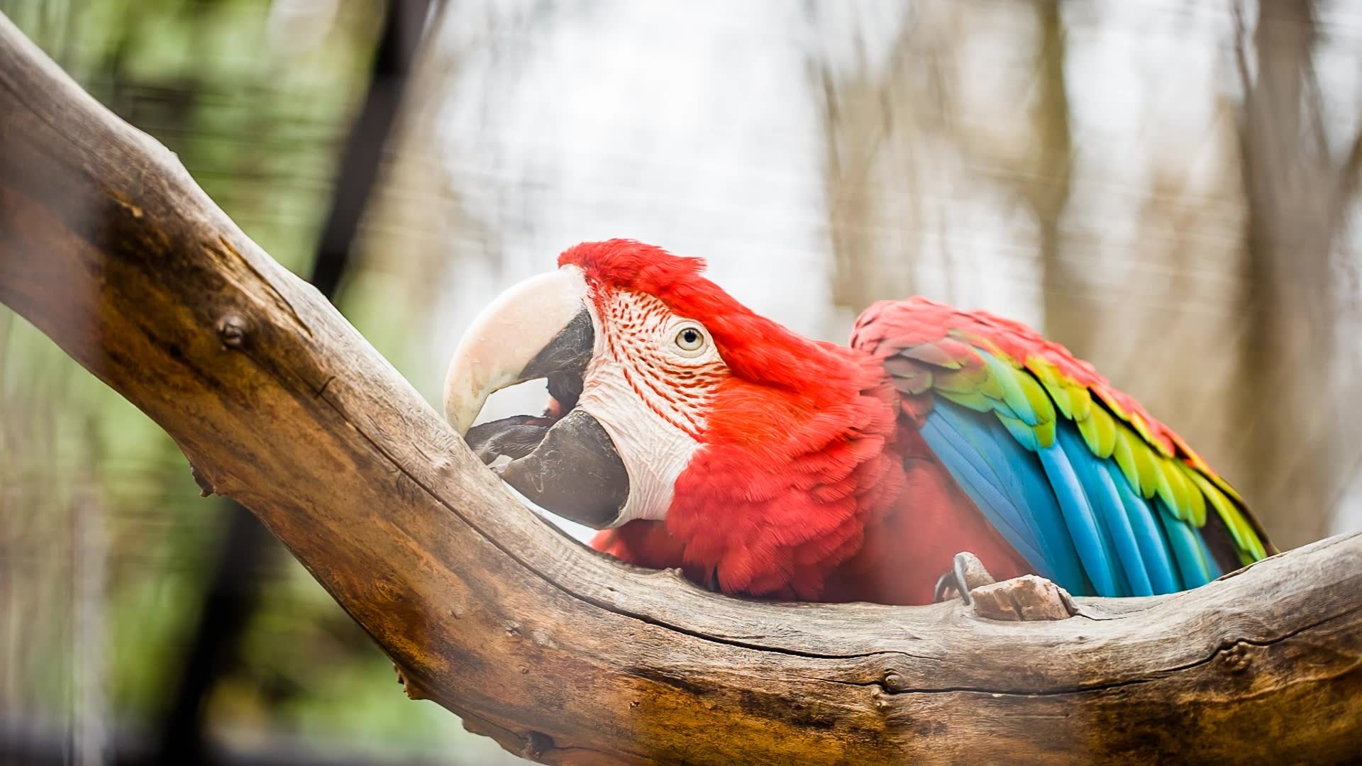 macaw, Parrot, Bird, Tropical,  84 Wallpaper