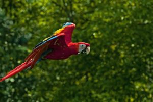 macaw, Parrot, Bird, Tropical,  77