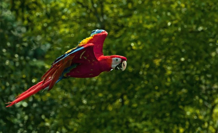 macaw, Parrot, Bird, Tropical,  77 HD Wallpaper Desktop Background