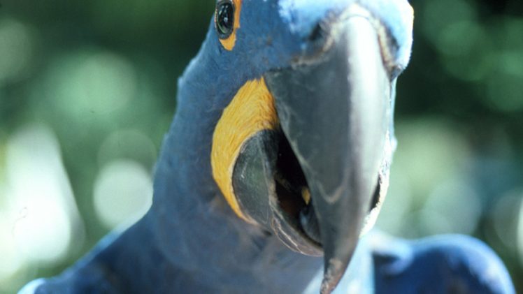 macaw, Parrot, Bird, Tropical,  86 HD Wallpaper Desktop Background