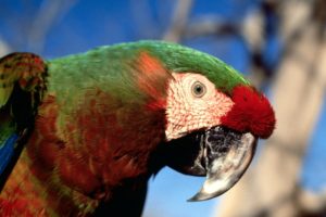 macaw, Parrot, Bird, Tropical,  92