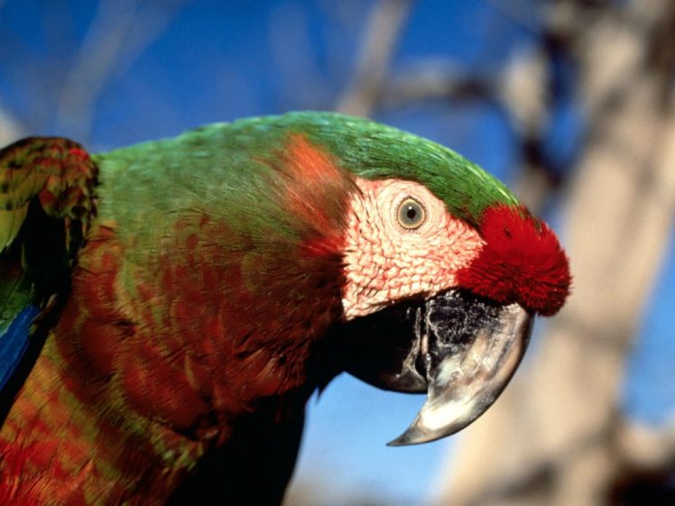macaw, Parrot, Bird, Tropical,  92 HD Wallpaper Desktop Background