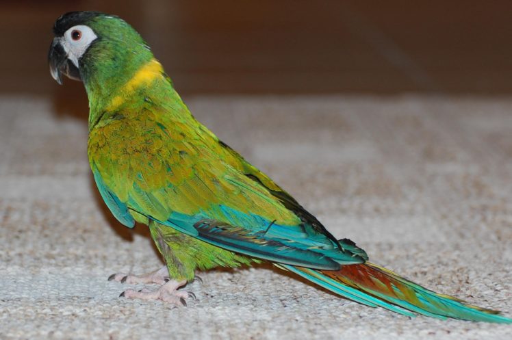 macaw, Parrot, Bird, Tropical,  91 HD Wallpaper Desktop Background