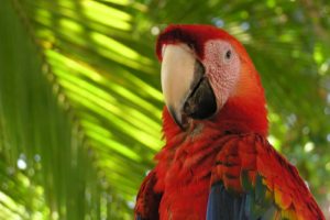 macaw, Parrot, Bird, Tropical,  95