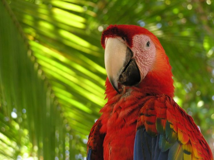 macaw, Parrot, Bird, Tropical,  95 HD Wallpaper Desktop Background