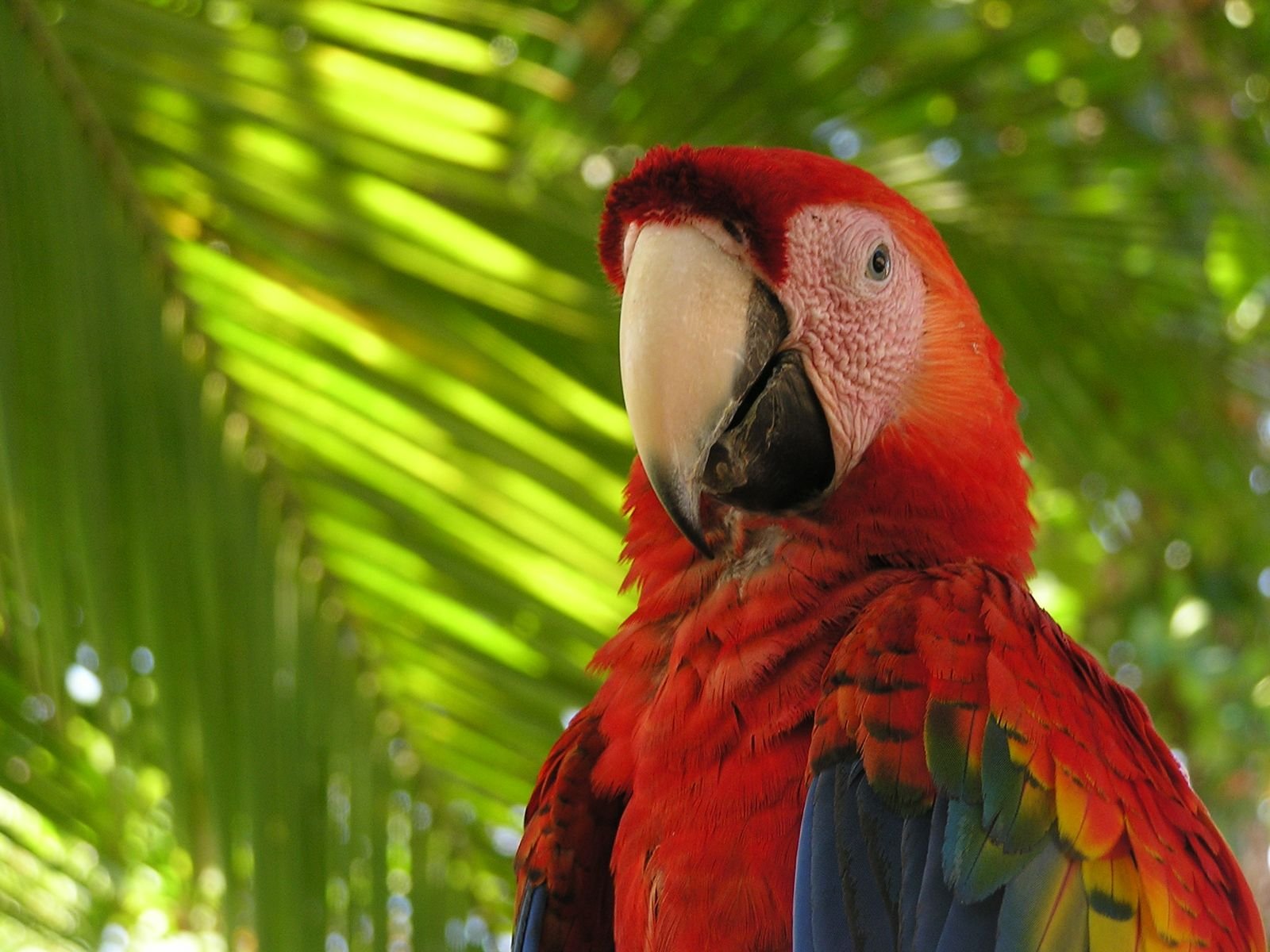 macaw, Parrot, Bird, Tropical,  95 Wallpaper