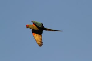 macaw, Parrot, Bird, Tropical,  97