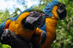 macaw, Parrot, Bird, Tropical,  98