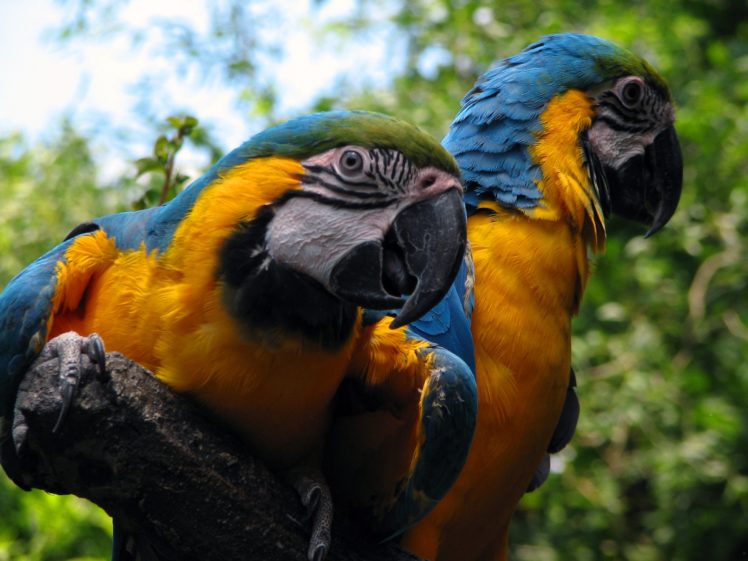 macaw, Parrot, Bird, Tropical,  98 HD Wallpaper Desktop Background